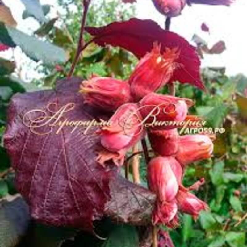 Фундук Академик Яблоков