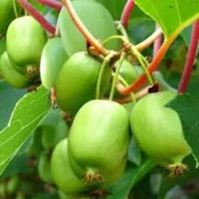 Актинидия аргута