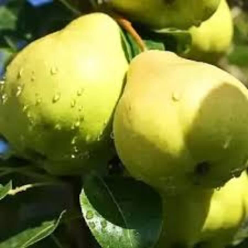 Августовская роса