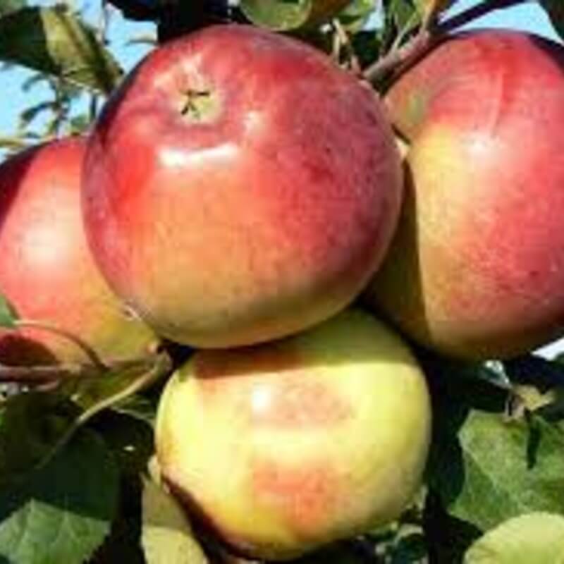 Белорусское малиновое