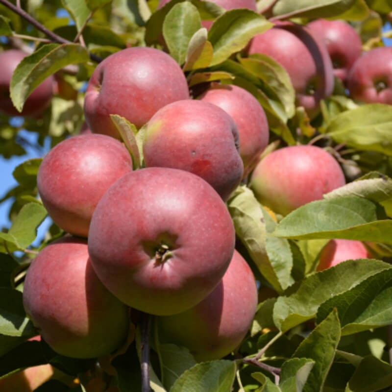 Белорусское сладкое