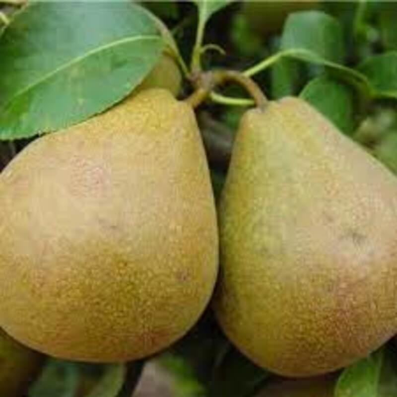 Белорусская поздняя