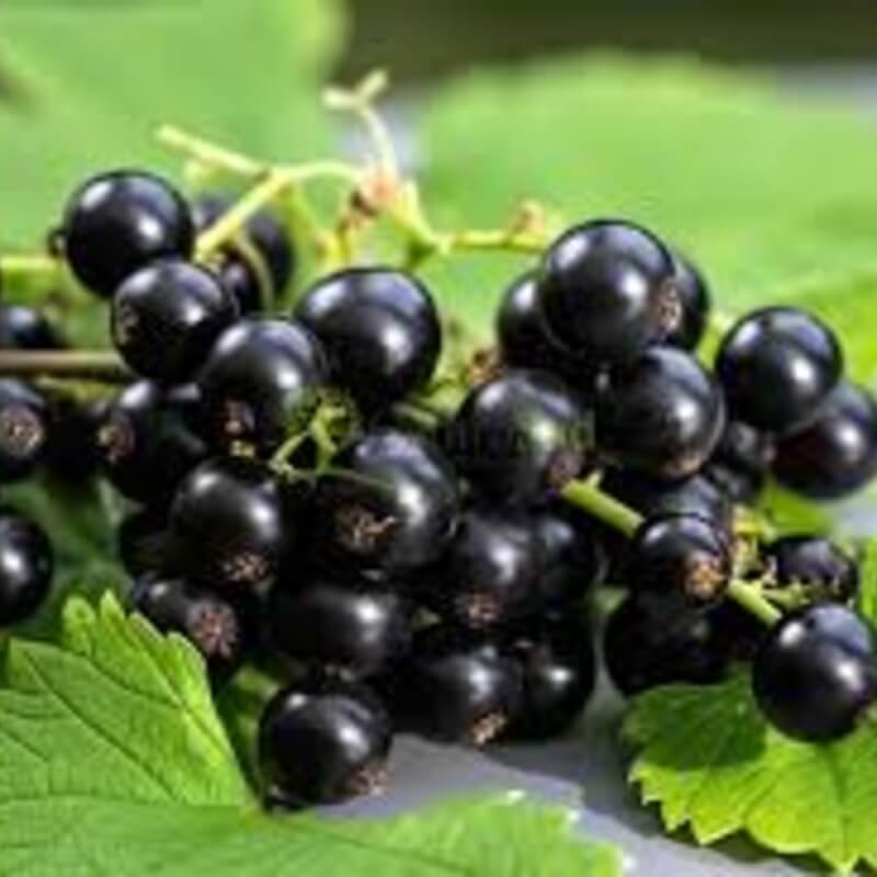 Смородина Бинар