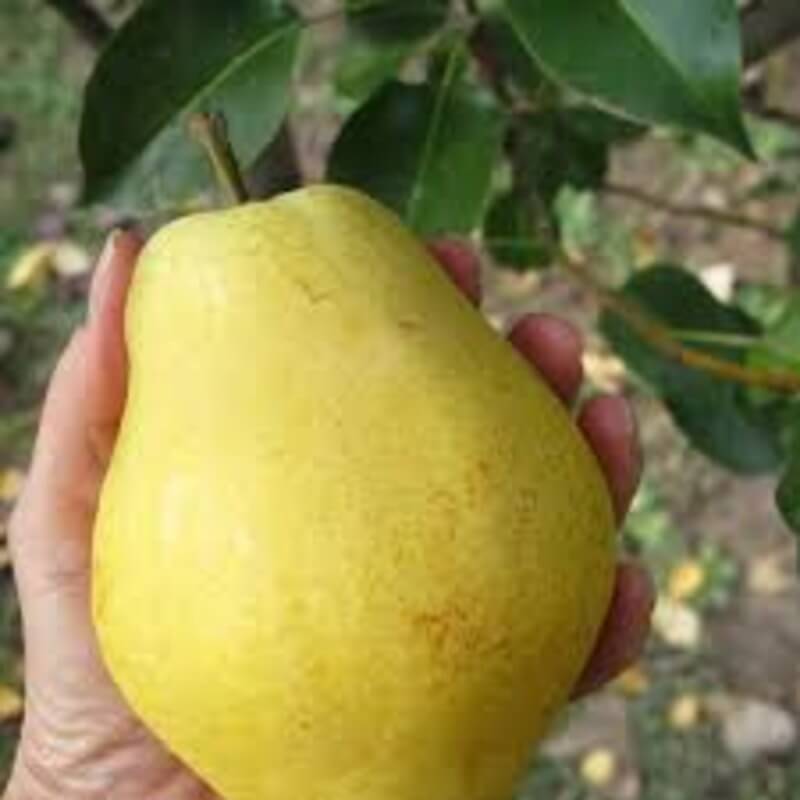 Большая летняя