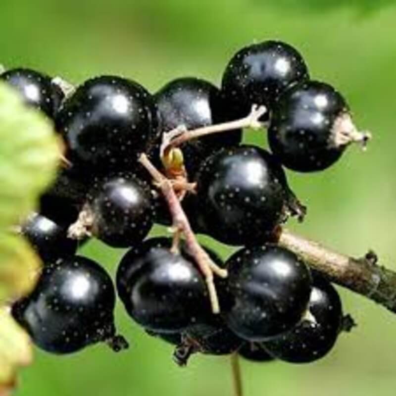 Смородина Церера