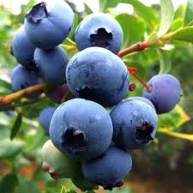 Голубика Дюк Duke