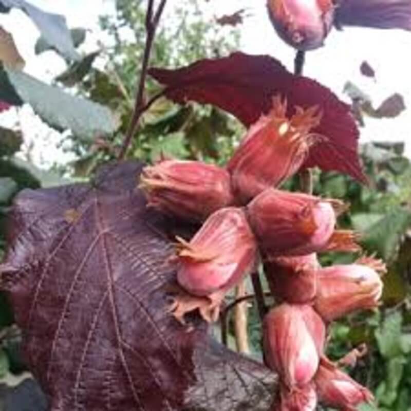 Фундук Екатерина