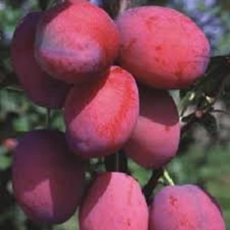 Слива Фаворито дель султано