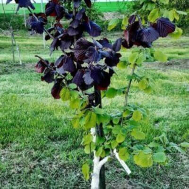 Черешня Ипуть