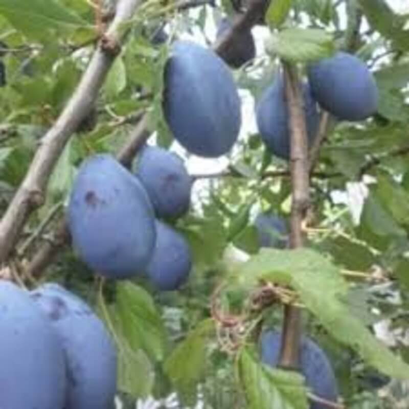 Слива Гилберт Gilbert