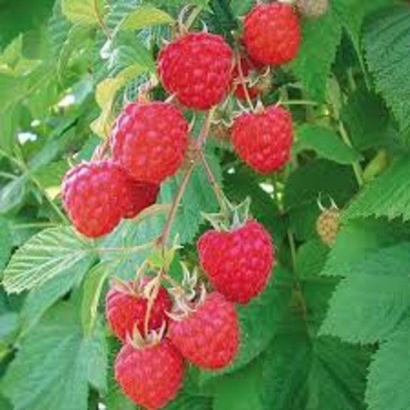 Малина Глен Эмпл Glen Ampl