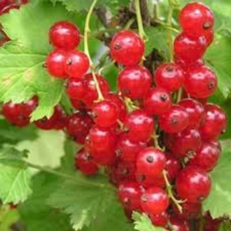 Смородина Голландская красная