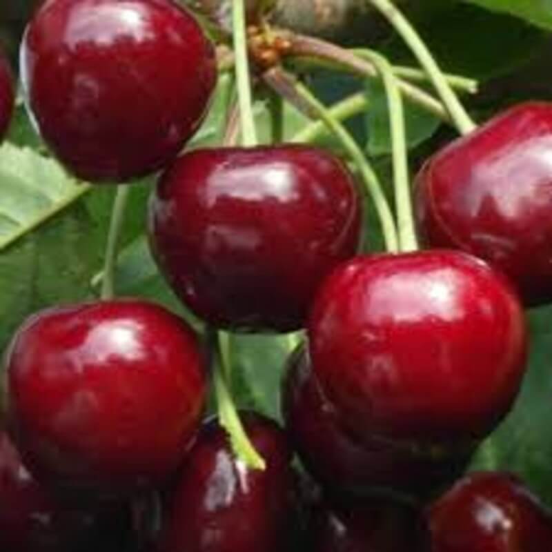 Черешня Гронковая