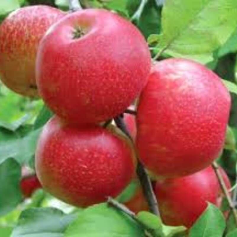 Ханикрисп (Honey Crisp)