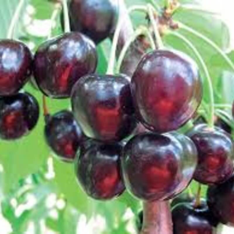 Вишня Ласуха