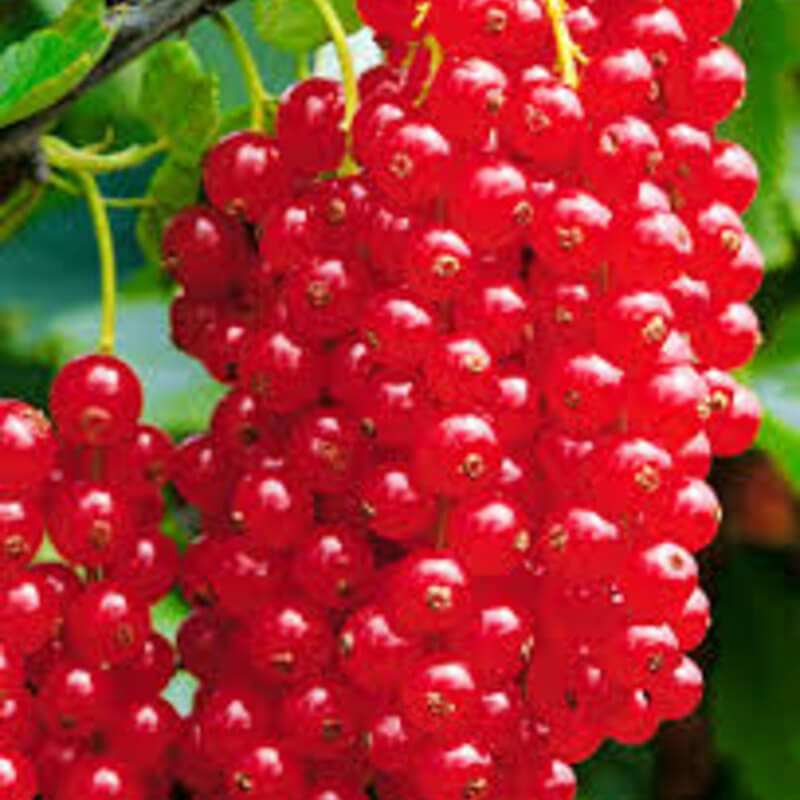 Смородина Jonkheer Van Tets