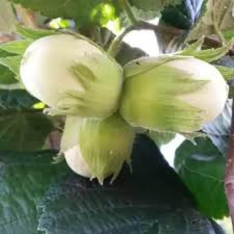 Фундук Юннат