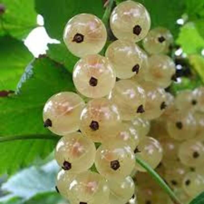 Смородина Ютерборгская