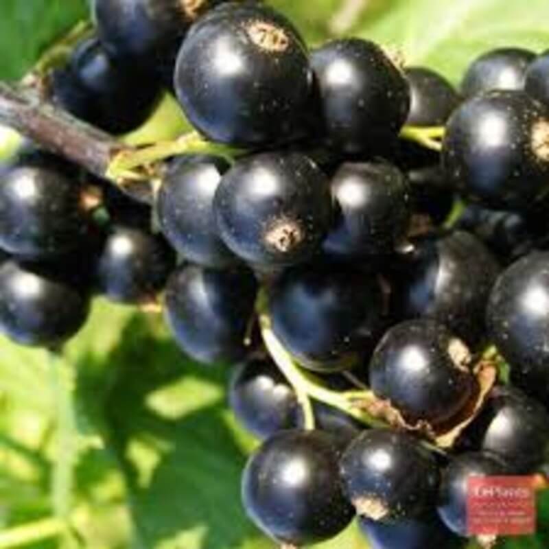 Смородина Катюша