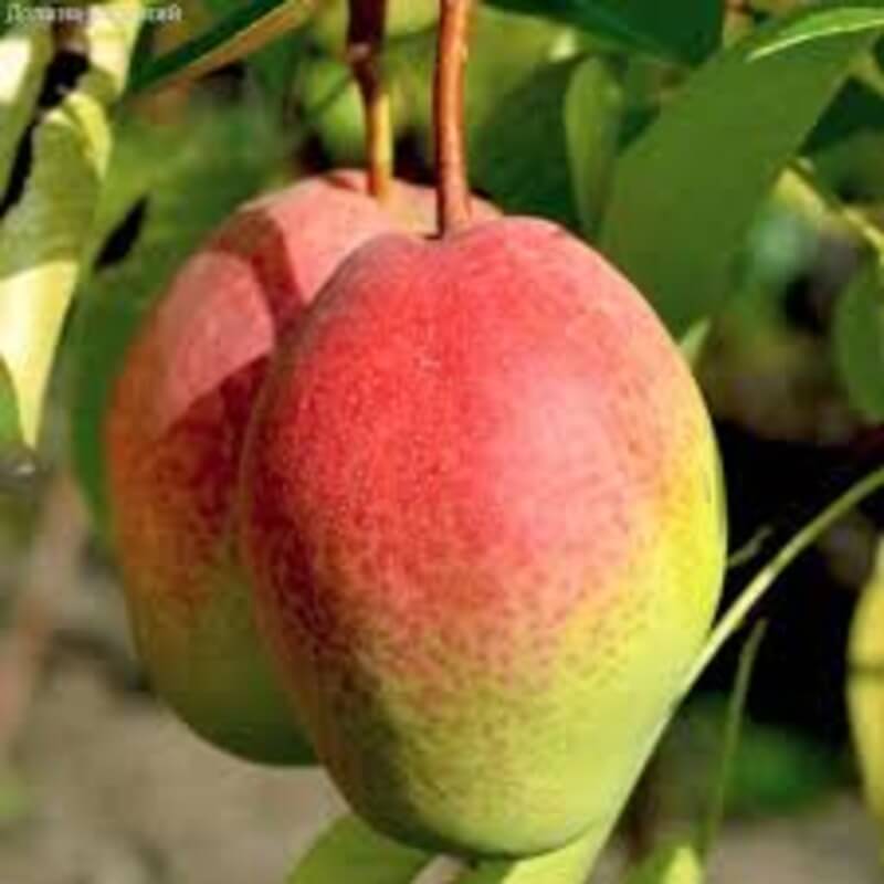 Киргизская зимняя