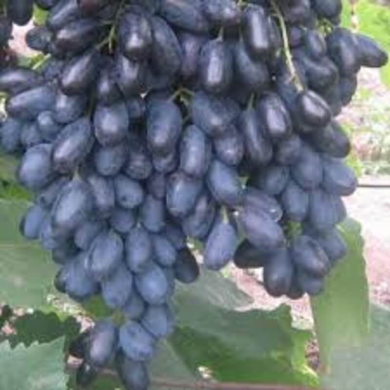 Виноград Кодрянка