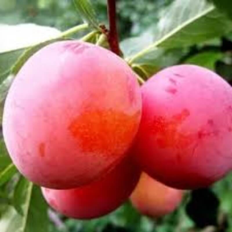 Слива Комета