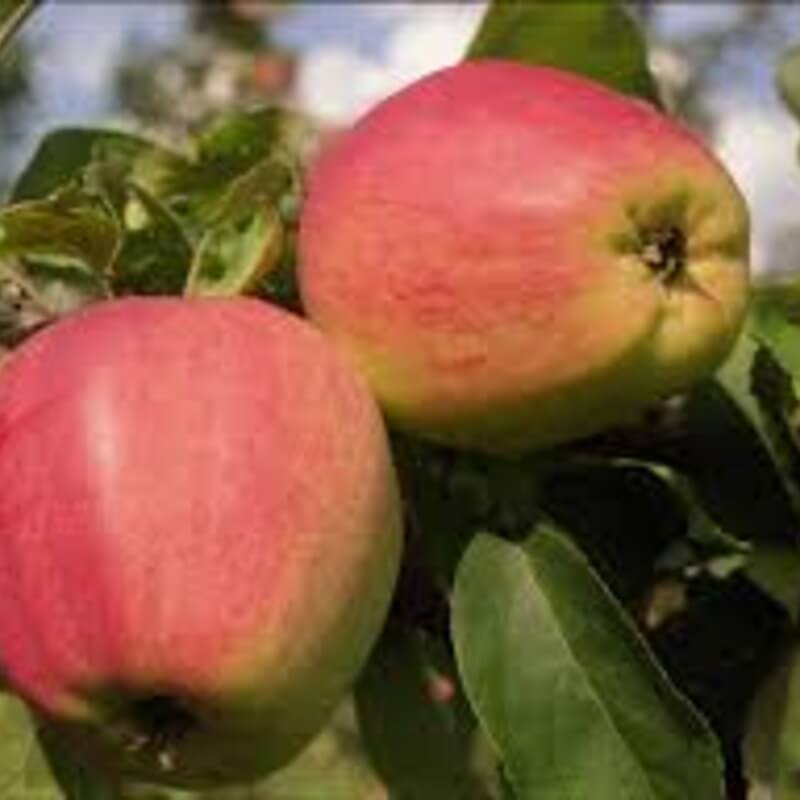 Кандиль орловский