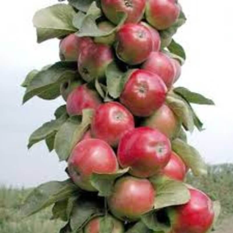 Московское ожерелье