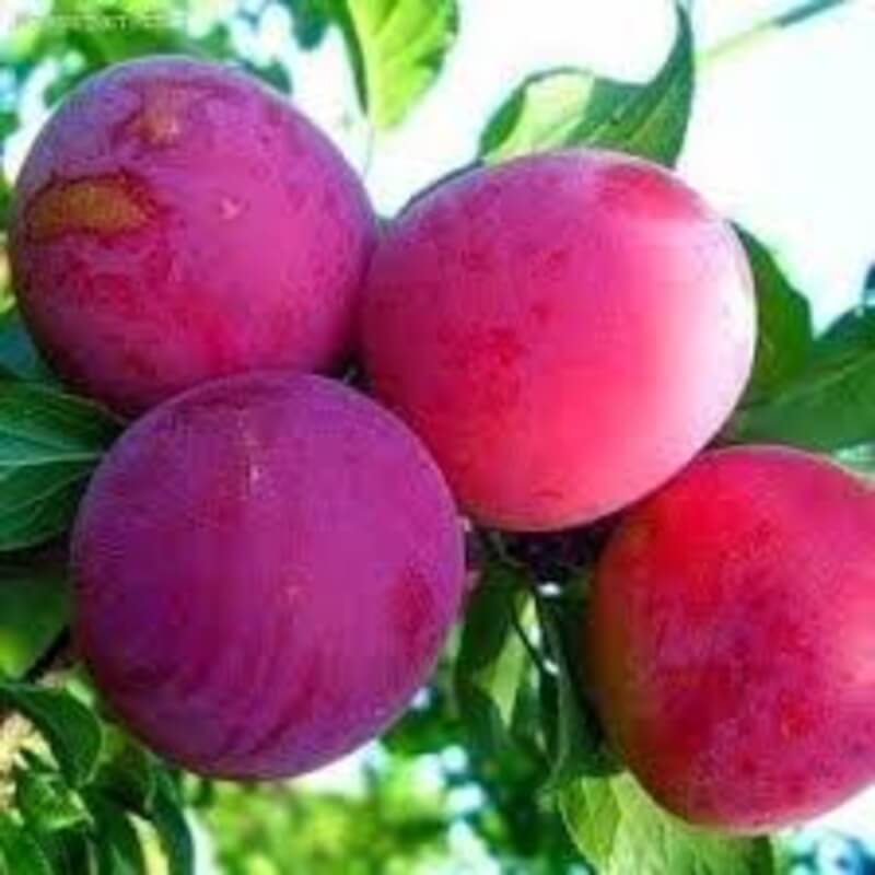 Слива Найдена