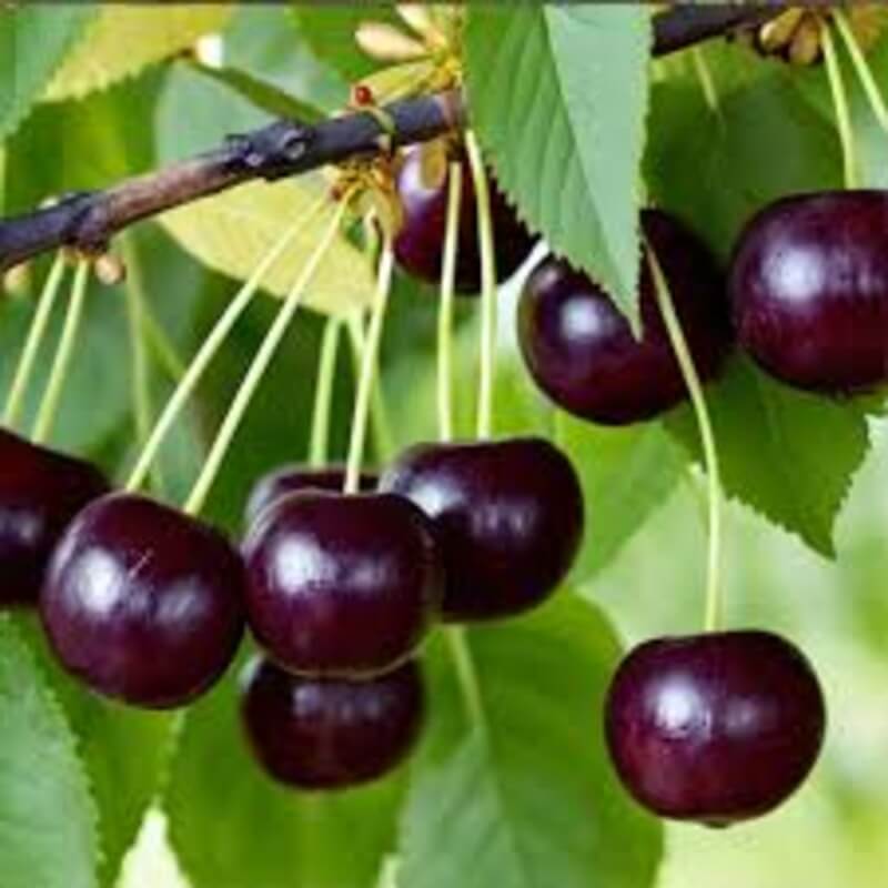 Черешня Народная