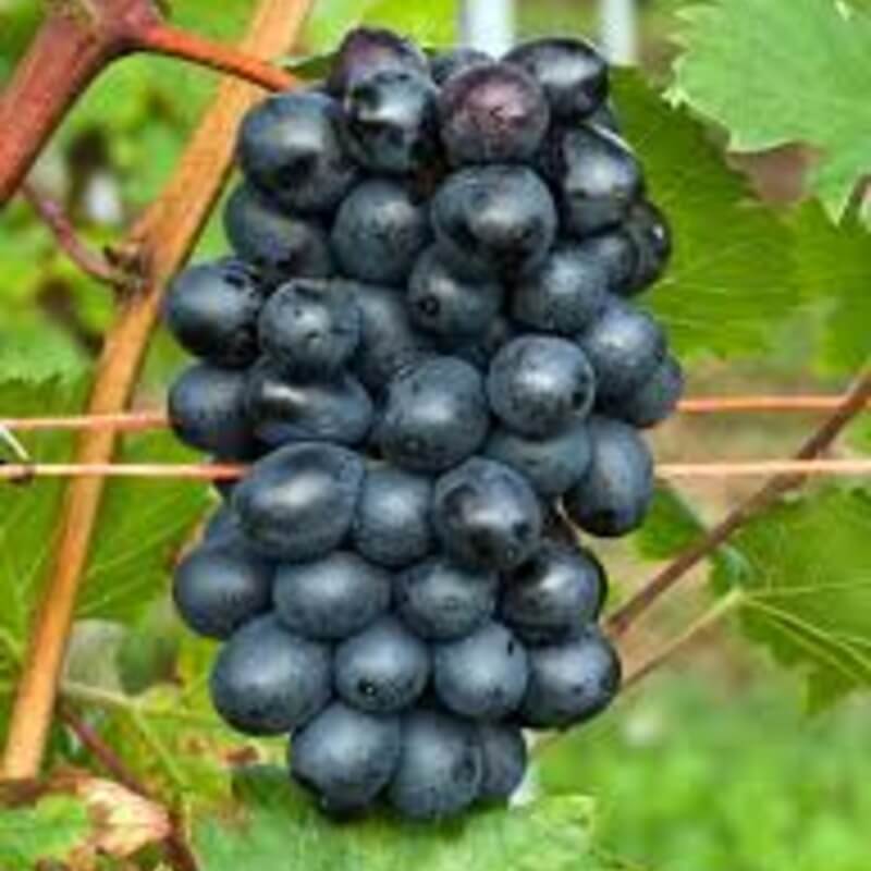 Виноград Неро