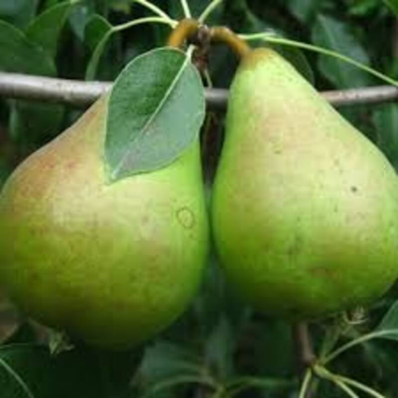 Ноябрьская