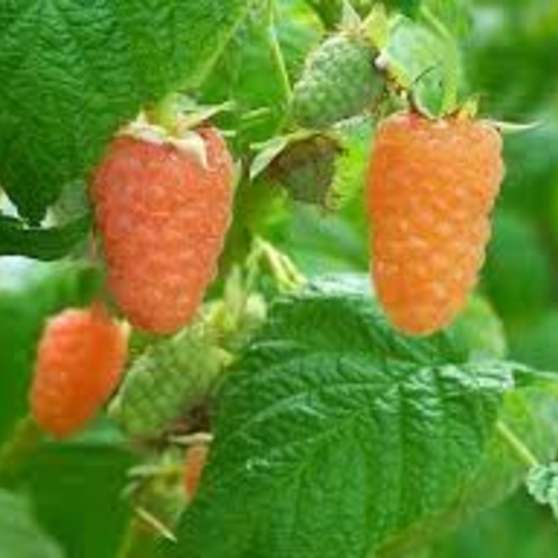 Малина Оранжевое чудо