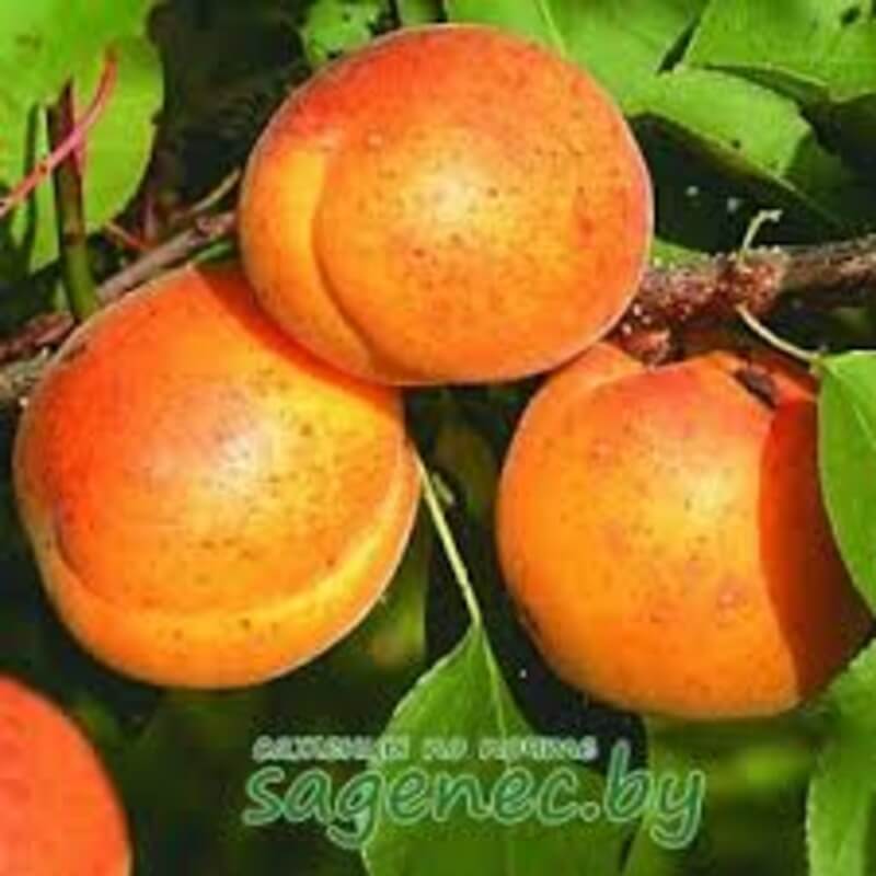 Абрикос Память Говорухина