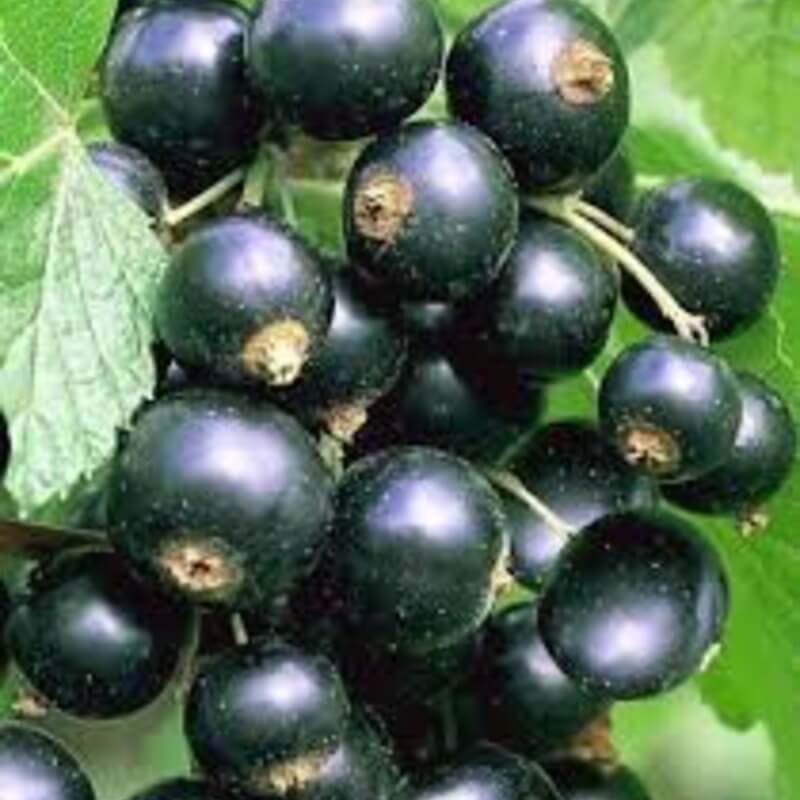 Смородина Память Вавилова