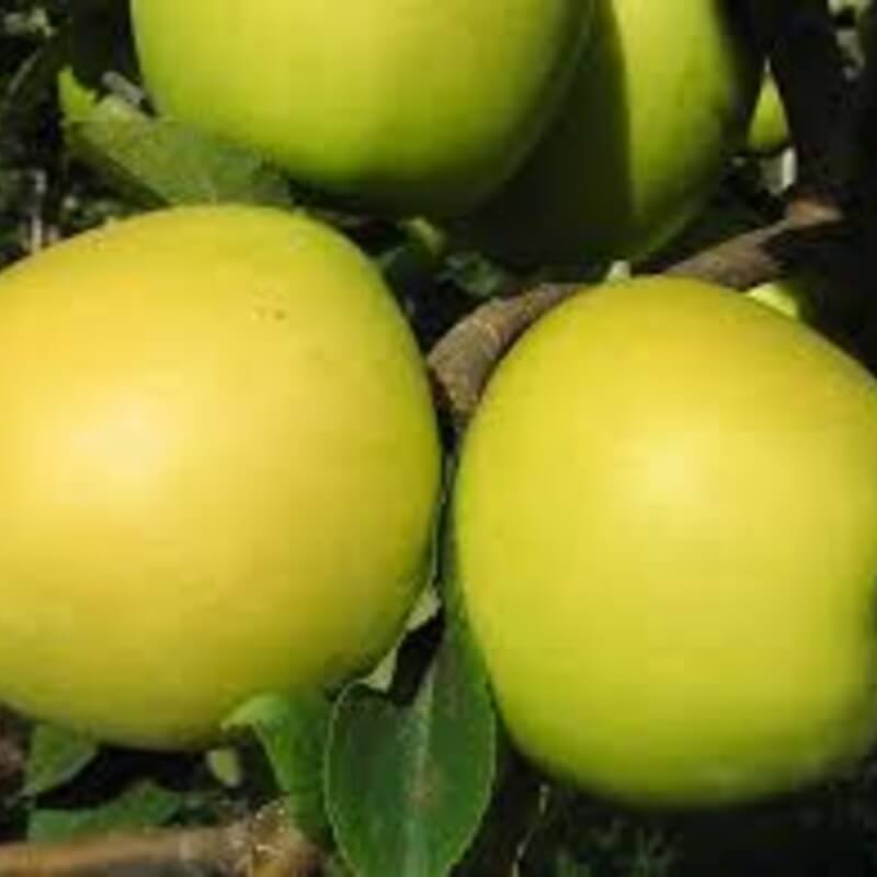 Пасечное ( голд миллениум )