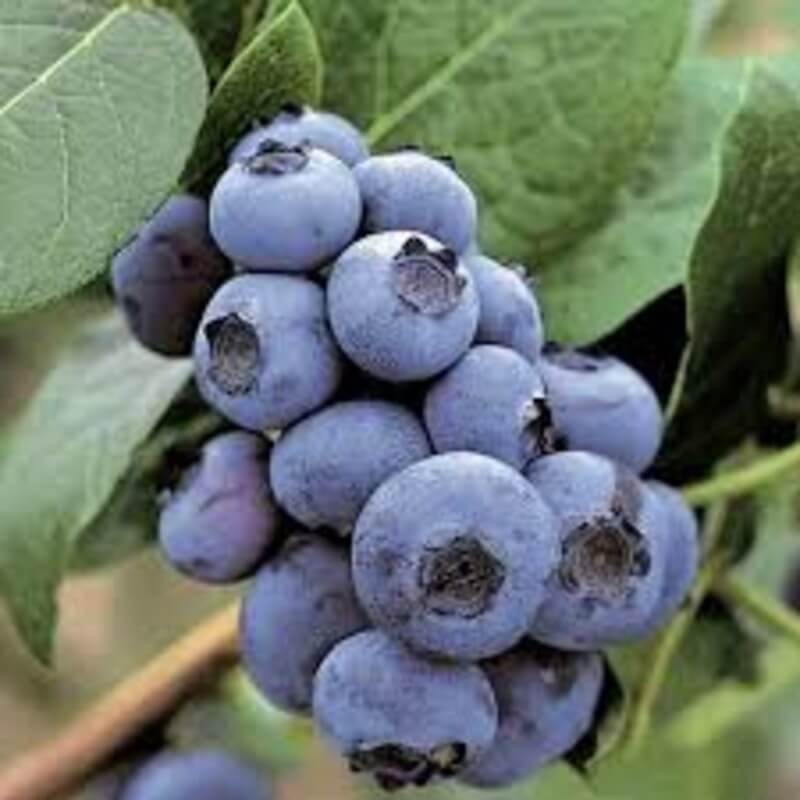 Голубика Патриот Patriot