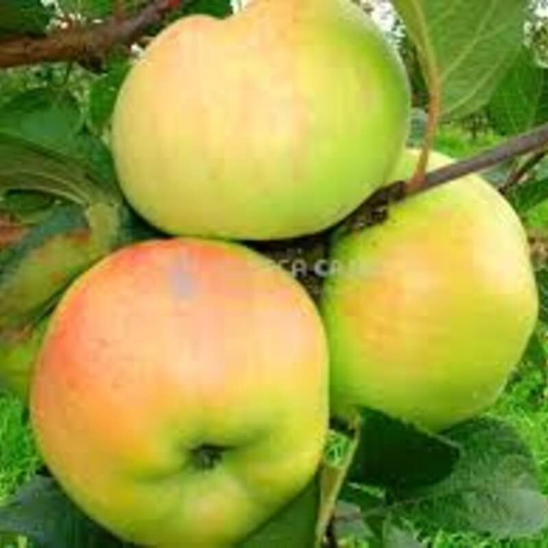 Пепинка золотистая  802