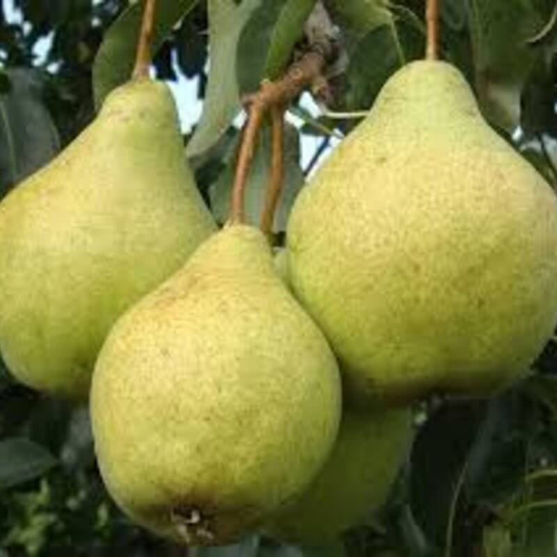 Просто Мария