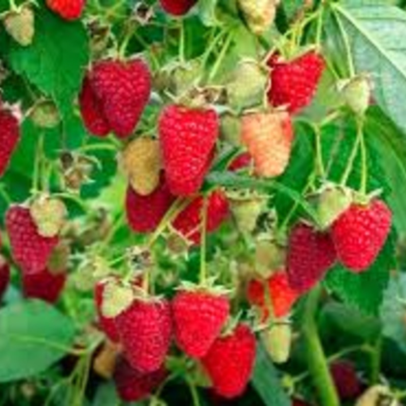 Малина Рубиновое ожерелье