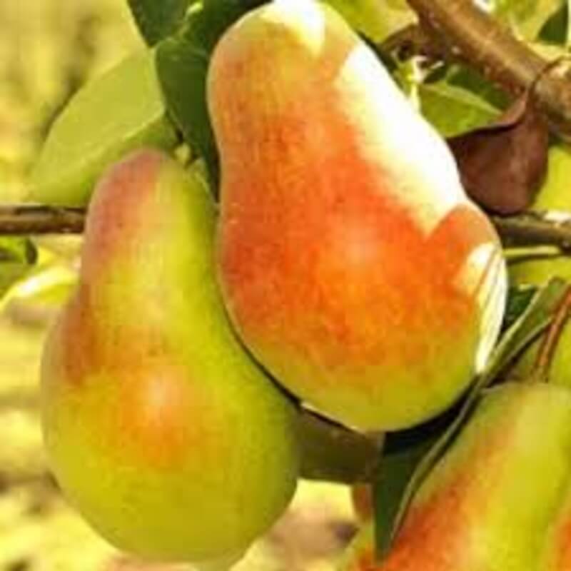 Русская красавица