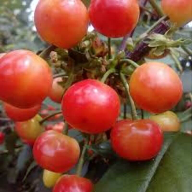 Вишня Сеянец № 1