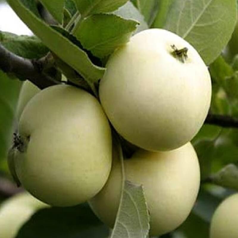 Белый налив