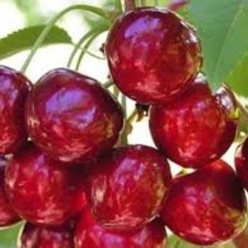 Черешня Сюбаровская