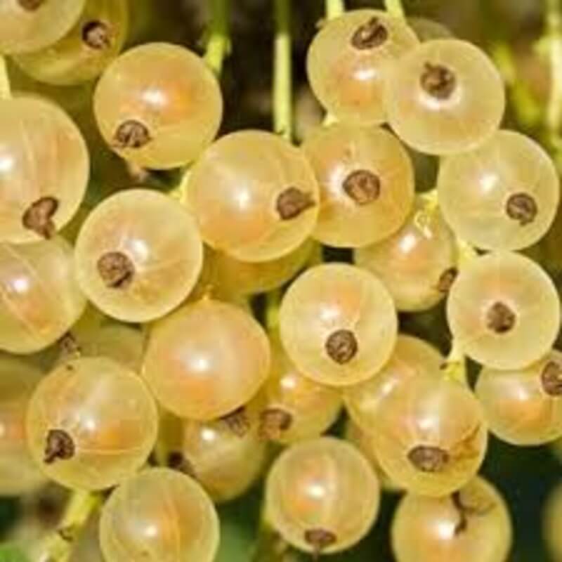 Смородина Смольяниновская