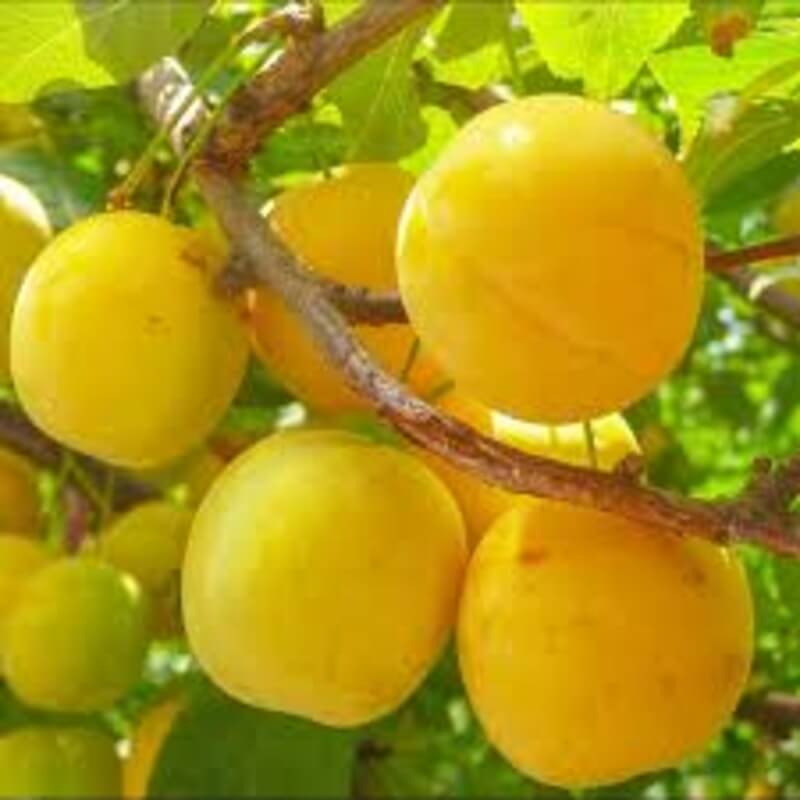 Слива Сонейка