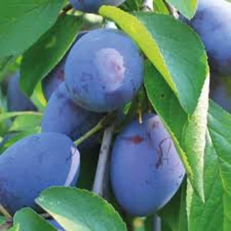 Слива Стенли