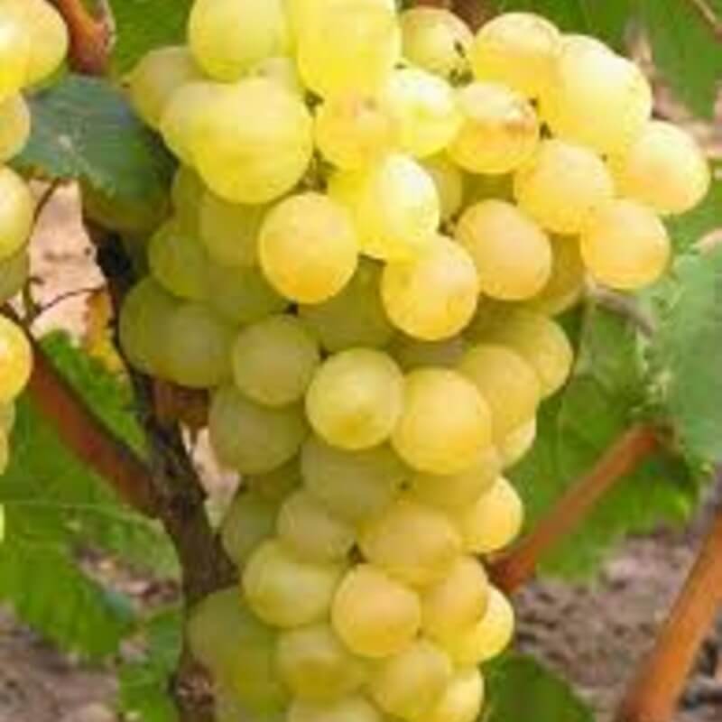 Виноград Супага