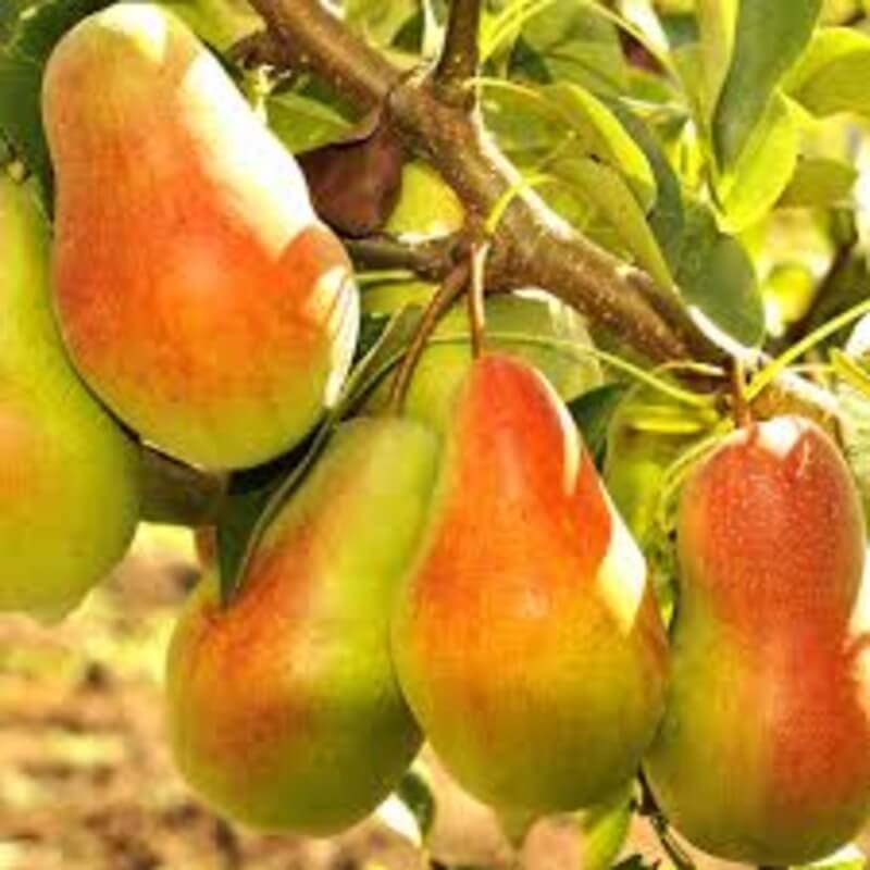 Талгарская красавица