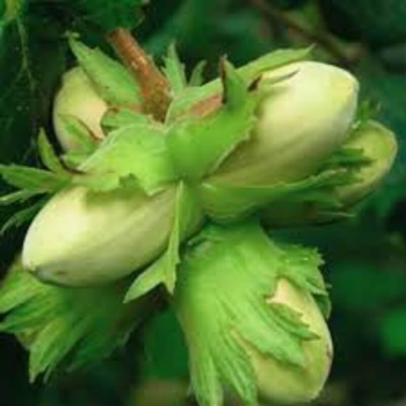 Фундук Тамбовский ранний